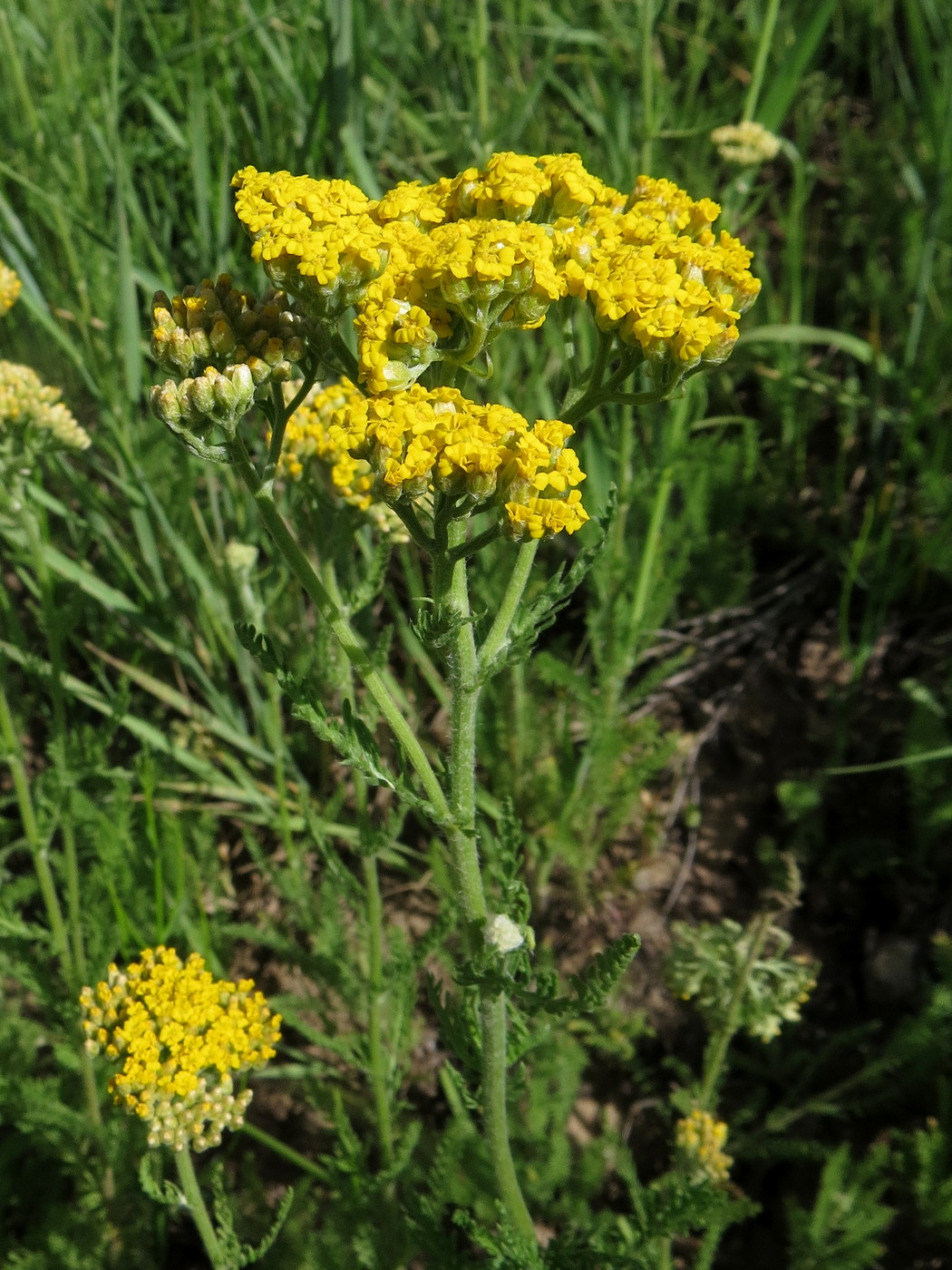 Изображение особи Achillea arabica.