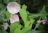 Calystegia spectabilis. Цветки и листья. Пермский край, г. Пермь, Кировский р-н, обочина грунтовой дороги. 27.07.2024.