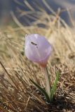 Colchicum triphyllum. Цветущее растение. Крым, Севастополь, Балаклава, гора Крепостная. 02.02.2025.