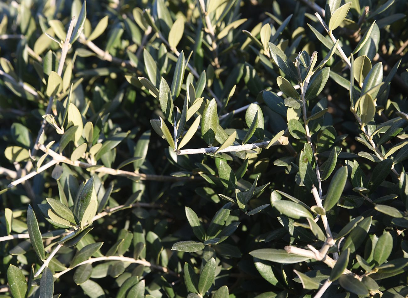 Image of Olea europaea specimen.