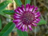 Trifolium alpestre. Расцветающее соцветие (вид сверху). Крым, Южный Берег, окр. с. Лучистое, гора Южная Демерджи, лесистый склон. 03.06.2024.