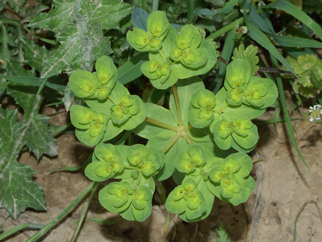 Image of Euphorbia helioscopia specimen.
