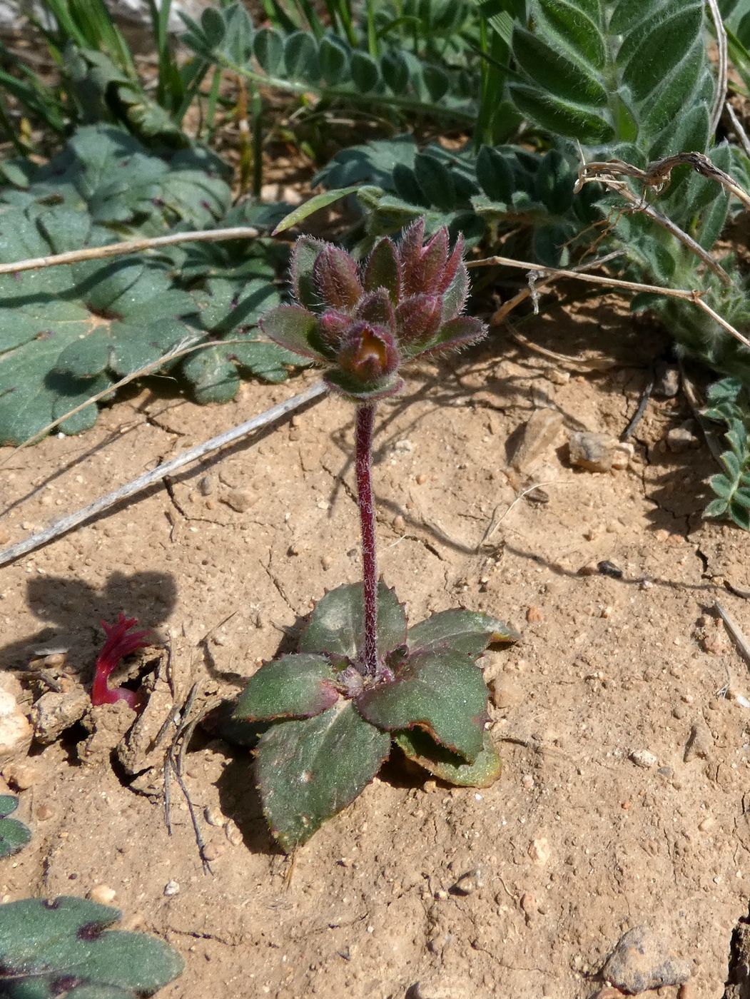 Image of Androsace maxima specimen.