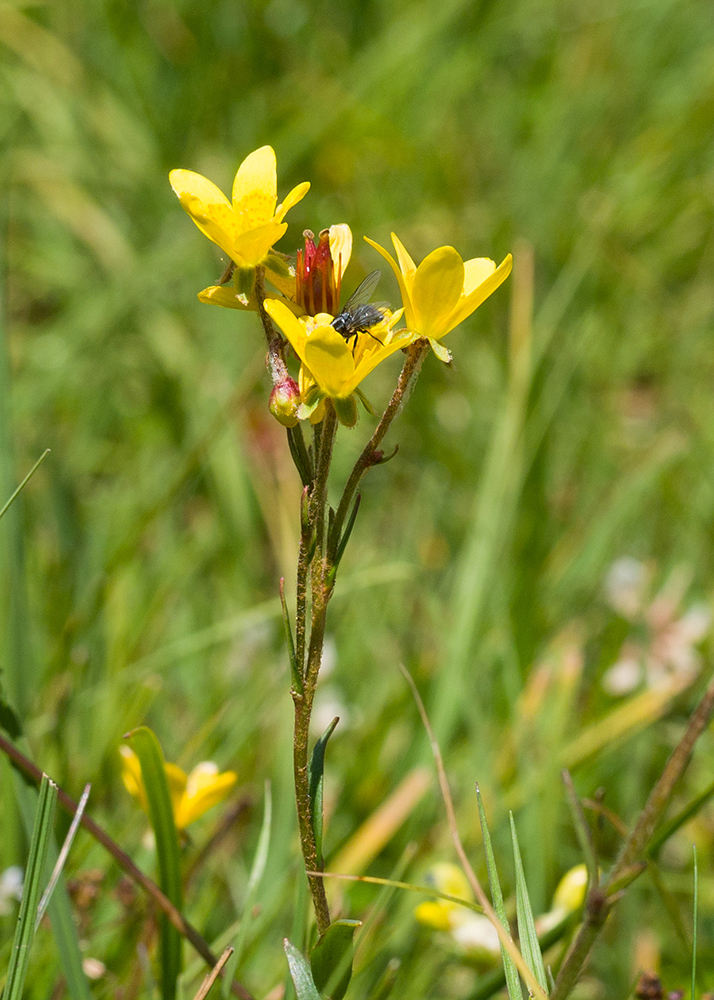Изображение особи Saxifraga hirculus.