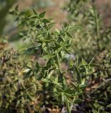 View full-size image Ruscus aculeatus
