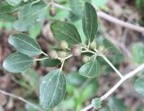 Ziziphus spina-christi