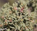 View full-size image Iljinia regelii