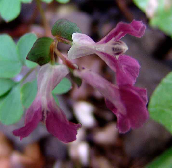 Image of Corydalis caucasica specimen.