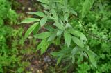 View full-size image genus Salix
