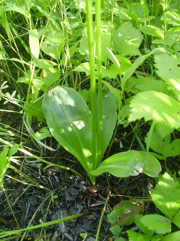 Изображение особи Platanthera bifolia.