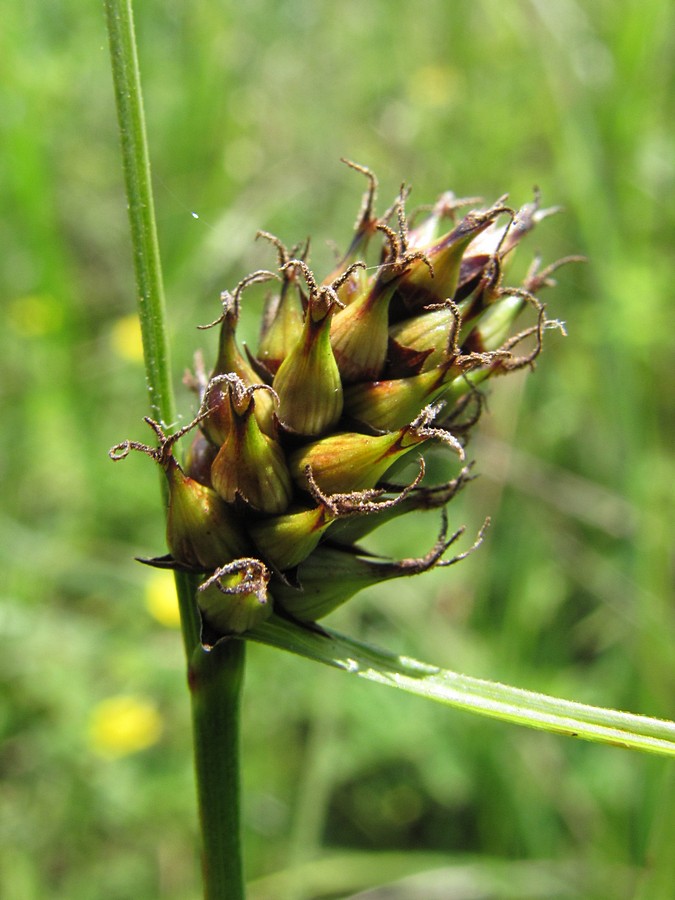 Изображение особи Carex melanostachya.