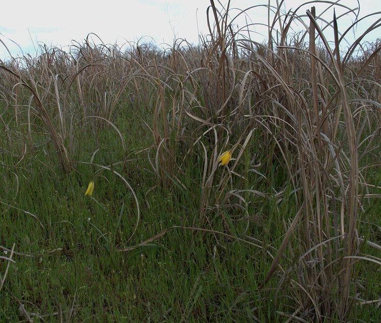 Image of Imperata cylindrica specimen.