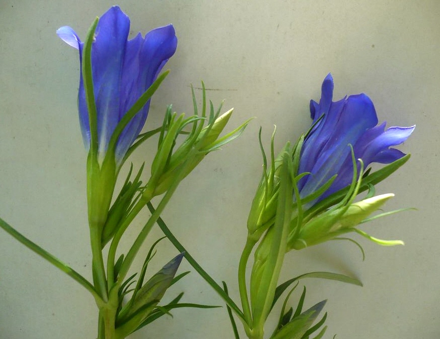 Изображение особи Gentiana pneumonanthe.