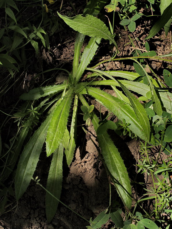 Image of Carlina fennica specimen.