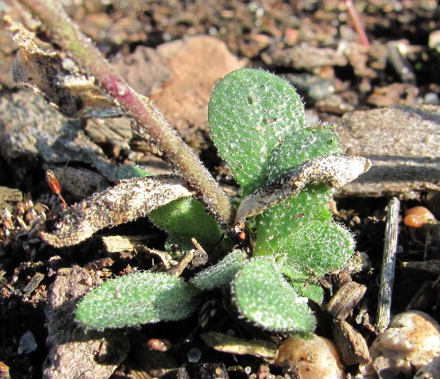 Image of Arabis borealis specimen.