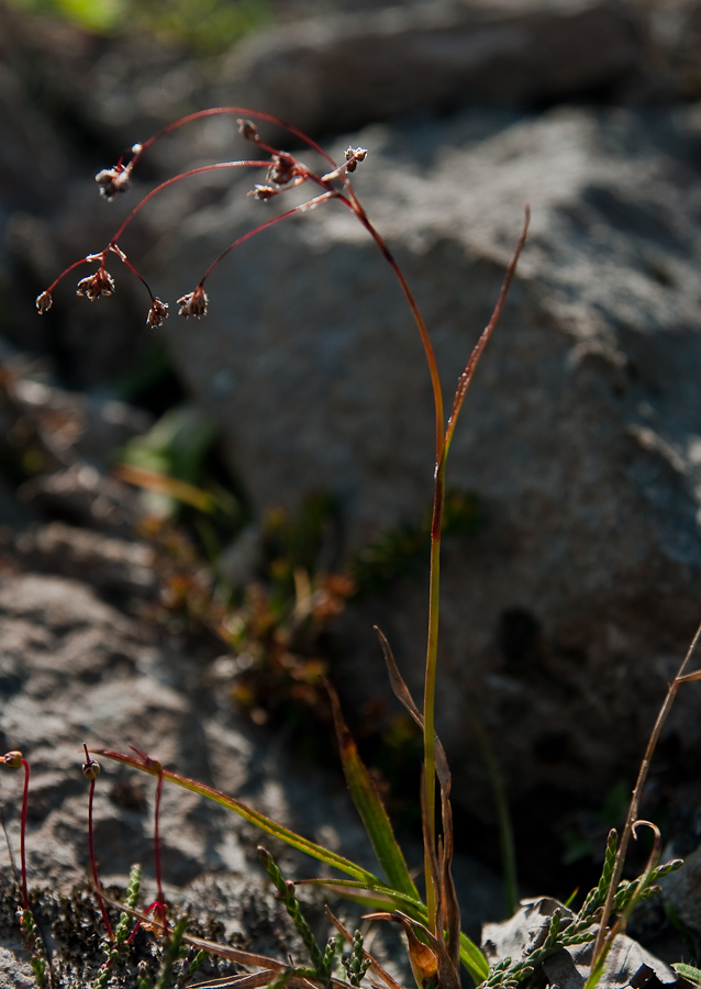 Image of Luzula arcuata specimen.