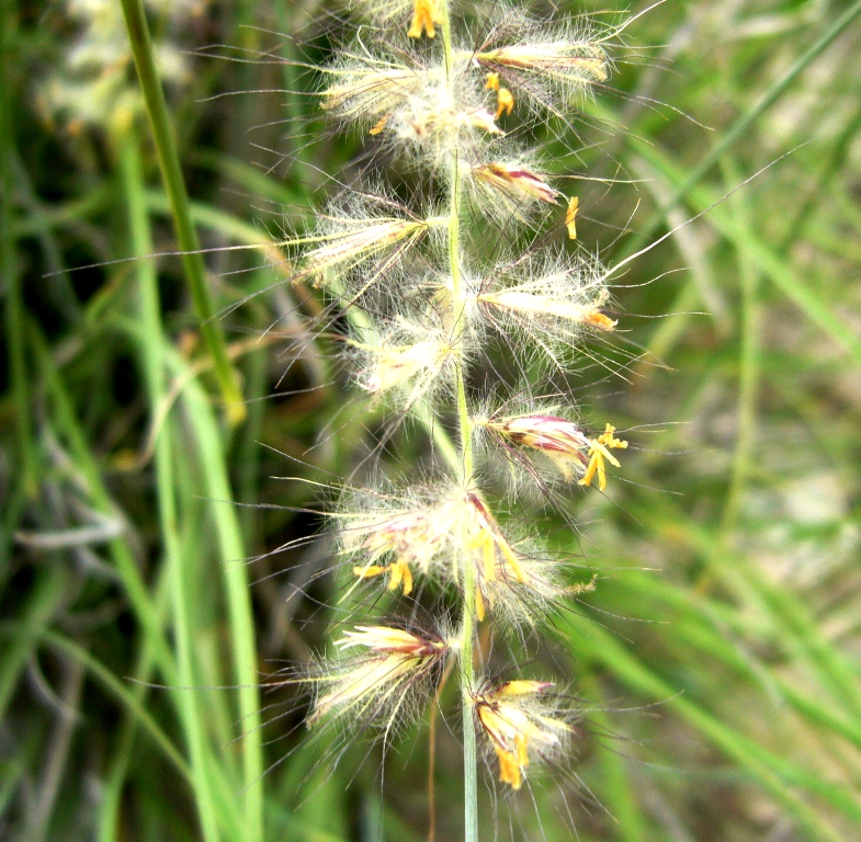 Image of Pennisetum orientale specimen.