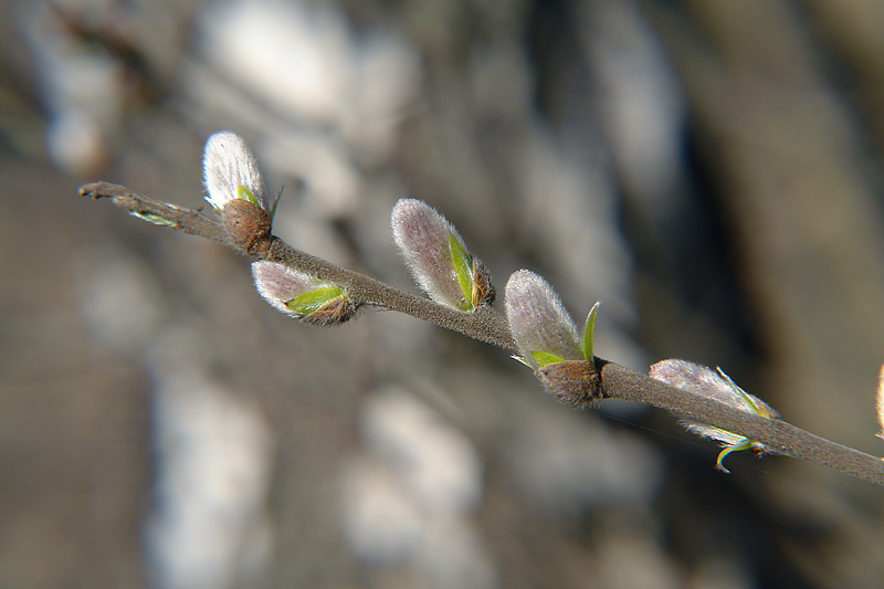 Image of Salix myrsinifolia specimen.