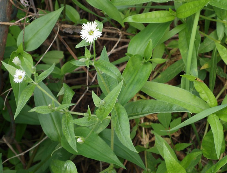 Image of Fimbripetalum radians specimen.