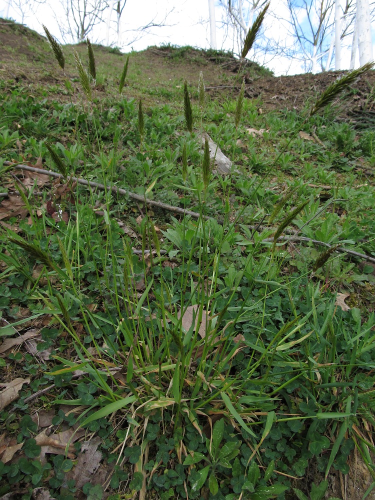 Image of Anthoxanthum odoratum specimen.