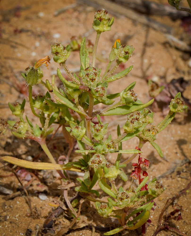 Изображение особи Plantago sarcophylla.