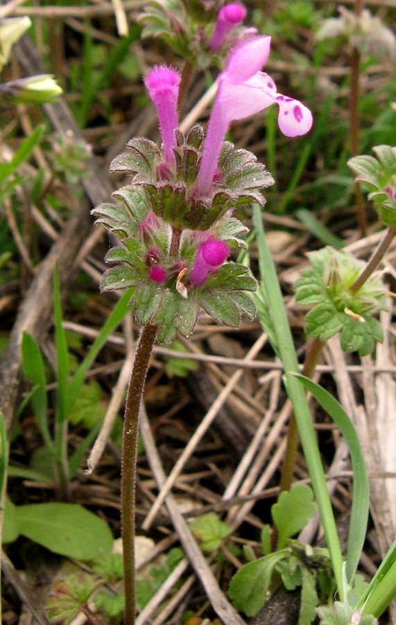 Image of Lamium amplexicaule specimen.