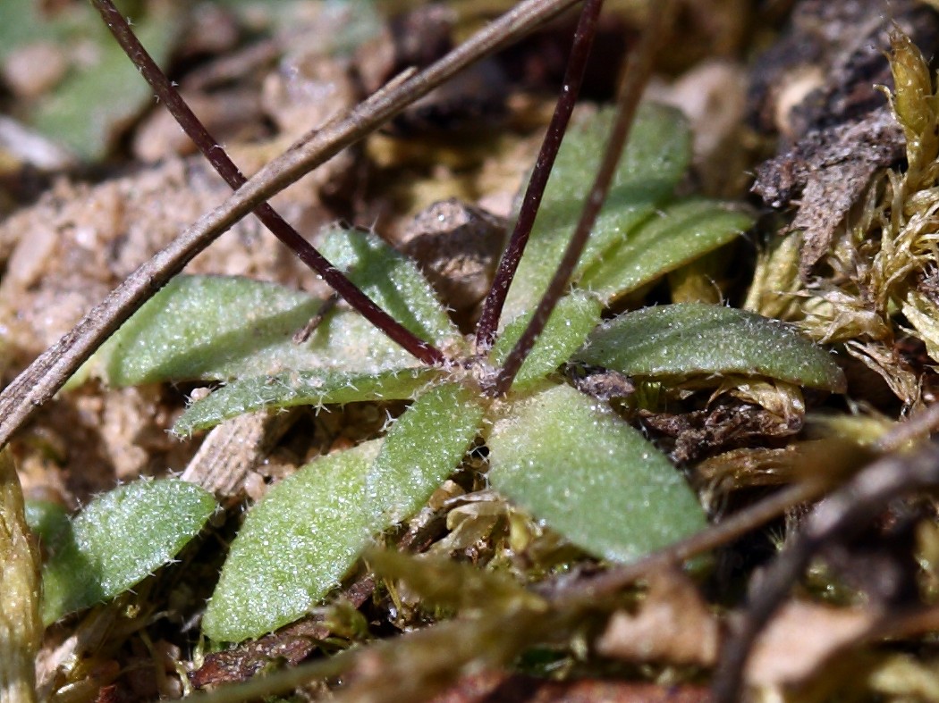 Изображение особи Erophila verna.