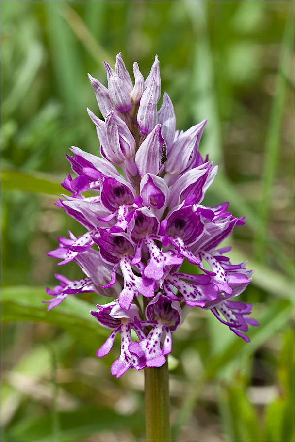 Изображение особи Orchis militaris.