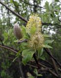 Salix caprea