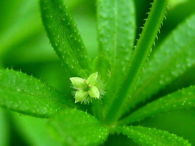 Image of Galium vaillantii specimen.