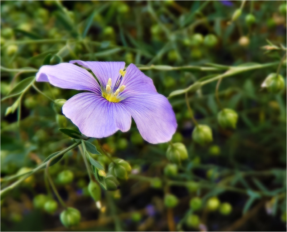 Image of Linum macrorhizum specimen.