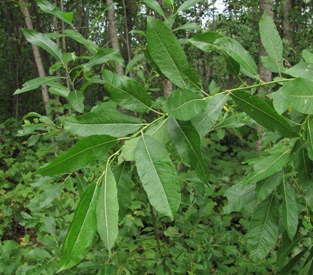 Image of Salix &times; tetrapla specimen.