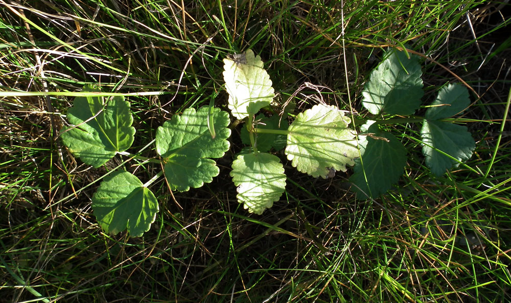 Image of Archangelica officinalis specimen.