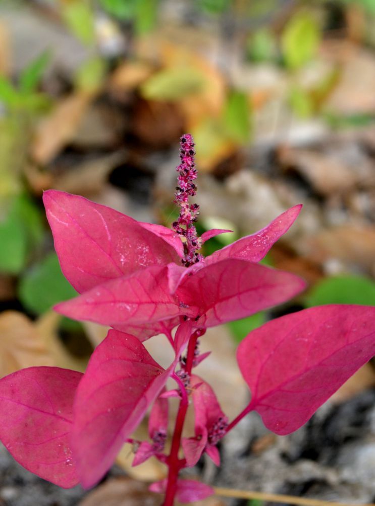 Изображение особи Lipandra polysperma.