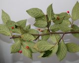 Cotoneaster bullatus. Часть ветки с плодами (видна абаксиальная сторона листьев). Германия, г. Кемпен, в парке. 13.09.2012.