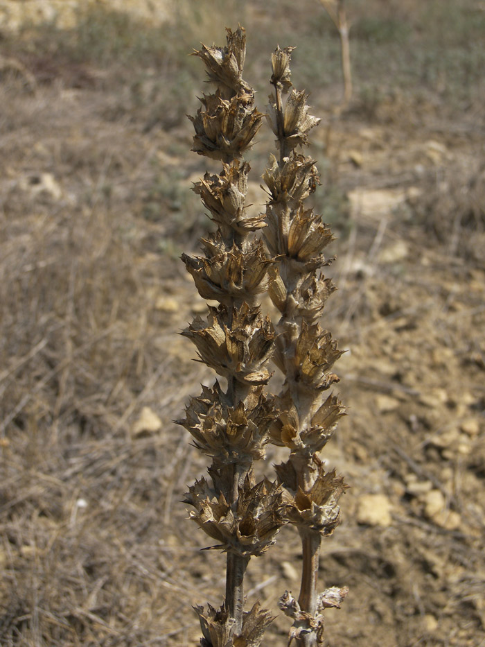 Image of Phlomoides laciniata specimen.