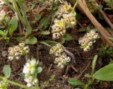 Смотреть изображение Paronychia argentea