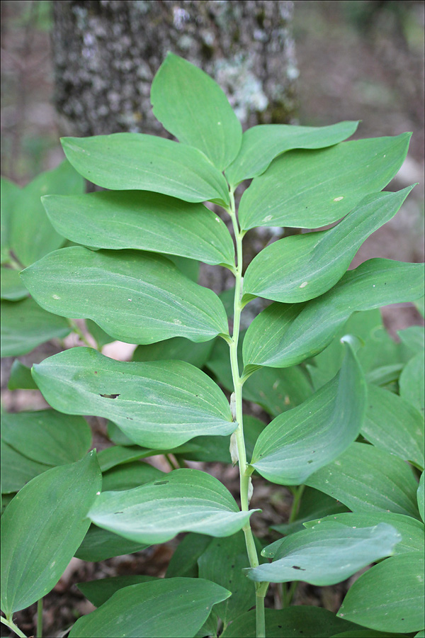 Image of Polygonatum glaberrimum specimen.