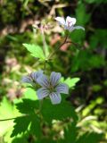 Geranium krylovii