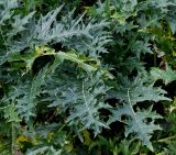 Acanthus spinosus. Листья. Германия, г. Krefeld, ботанический сад. 21.10.2012.