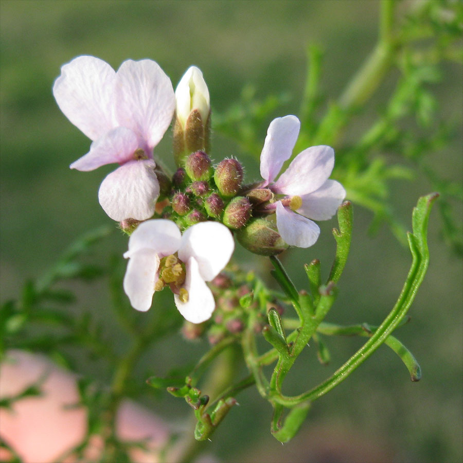 Image of Erucaria microcarpa specimen.