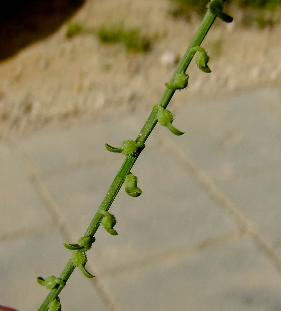 Image of Carrichtera annua specimen.