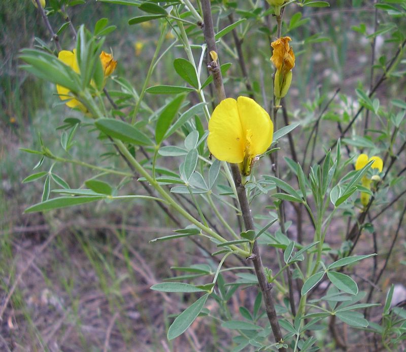 Image of Chamaecytisus borysthenicus specimen.