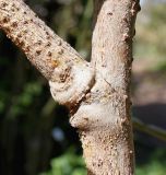 Eriobotrya japonica. Разветвление ствола. Германия, г. Krefeld, ботанический сад. 20.04.2013.