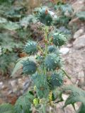 Смотреть изображение Ricinus communis