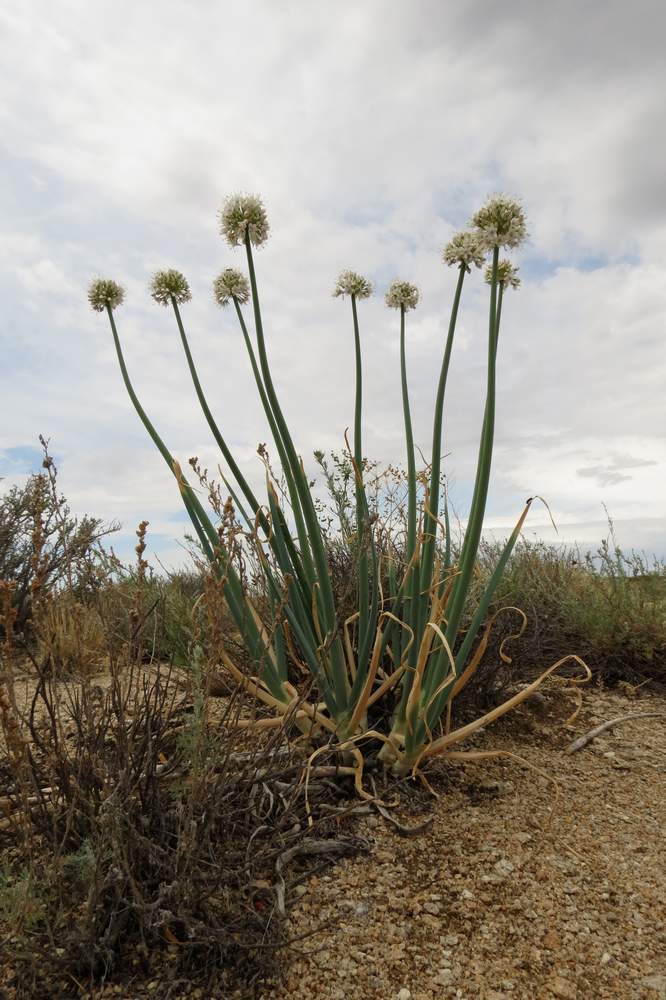 Image of Allium galanthum specimen.