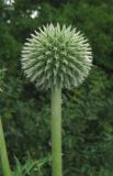 Echinops sphaerocephalus. Верхушка побега с нераспустившимся соцветием. Крым, Белогорский р-н, окр. с. Земляничное, у дороги. 23 июня 2013 г.