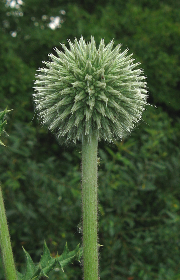 Изображение особи Echinops sphaerocephalus.