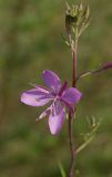 Chamaenerion colchicum. Цветок. Краснодарский край, г. Апшеронск, пойма р. Пшеха, галечниковый пляж. 09.08.2013.