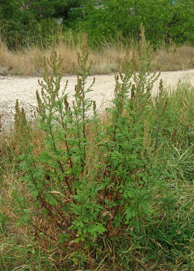 Изображение особи Artemisia vulgaris.